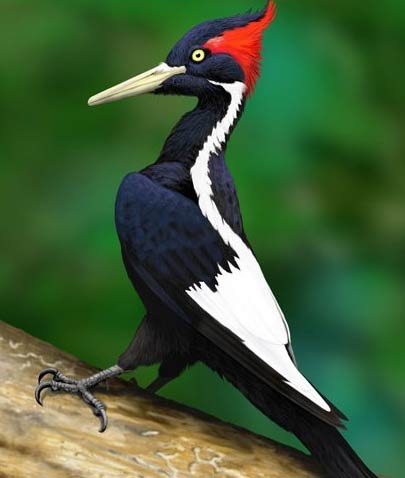 Male Ivory-billed Woodpecker